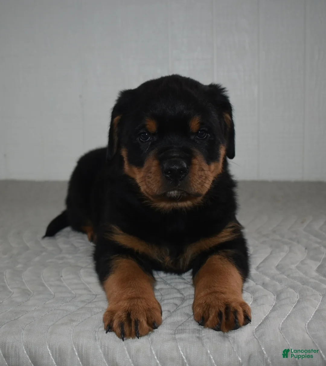 Rottweiler dogs for sale: Riley - Ad 6