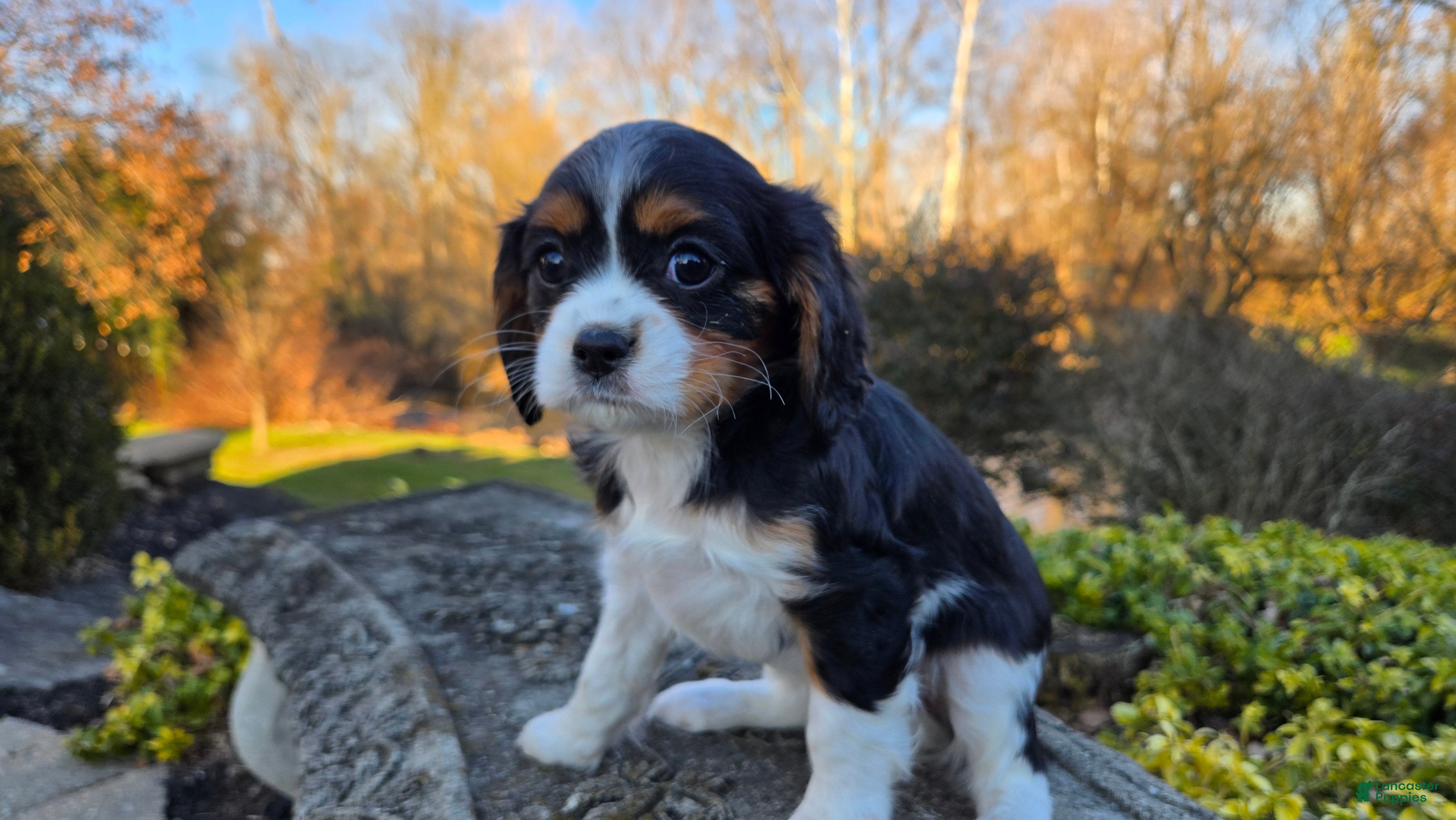 Cavalier King Charles Spaniel dogs Vicky - Ad 27