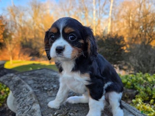 Cavalier King Charles Spaniel dogs Vicky - Ad 6