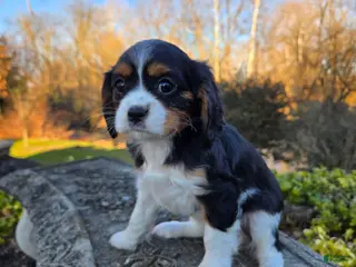 Cavalier King Charles Spaniel dogs Vicky - Ad 22