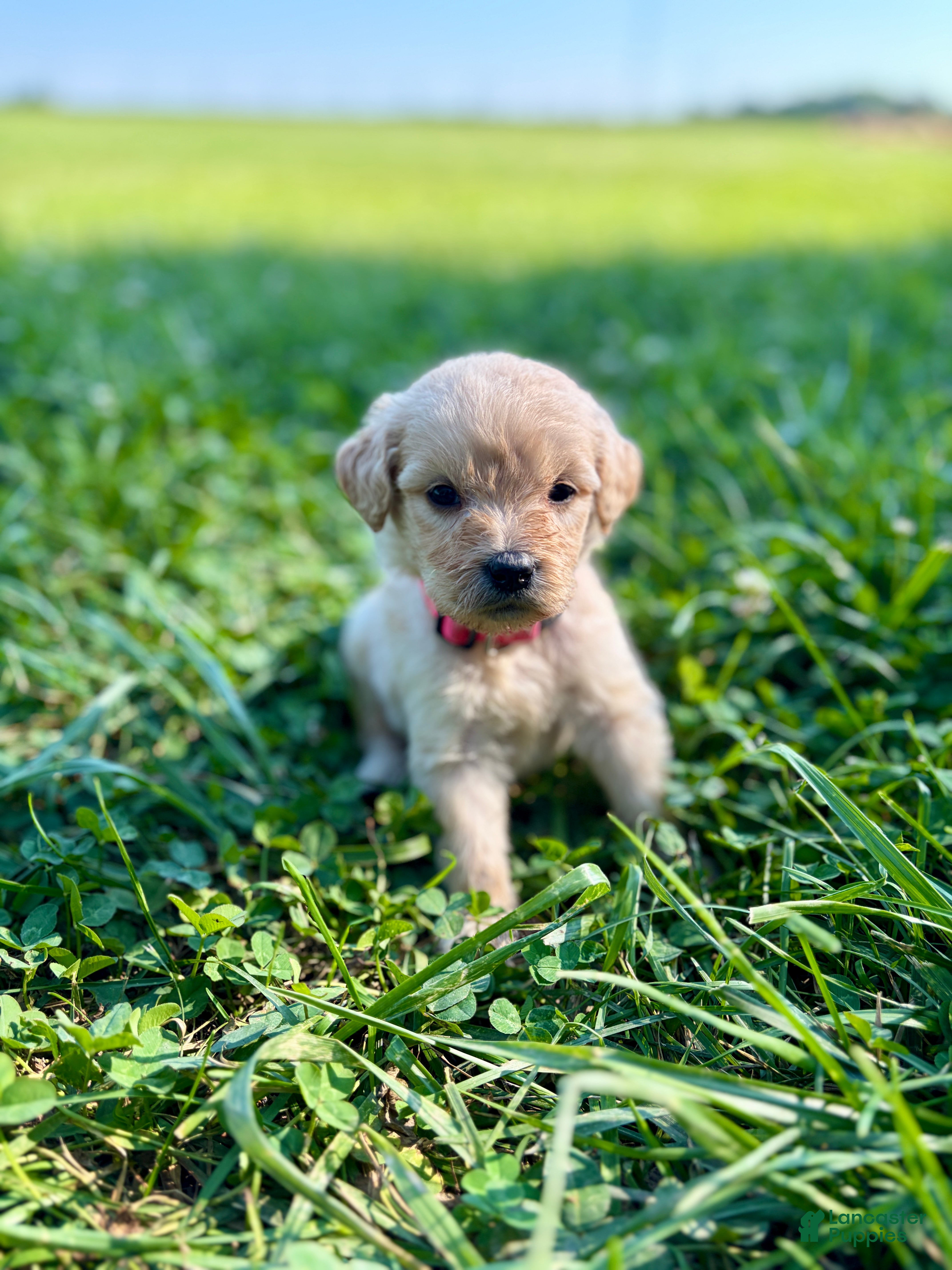 Goldendoodle dogs Goldendoodle 4 - Ad 4