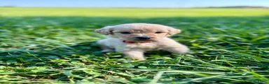Goldendoodle 4
