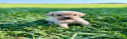 Goldendoodle dogs for sale: Goldendoodle 4 - Ad 1