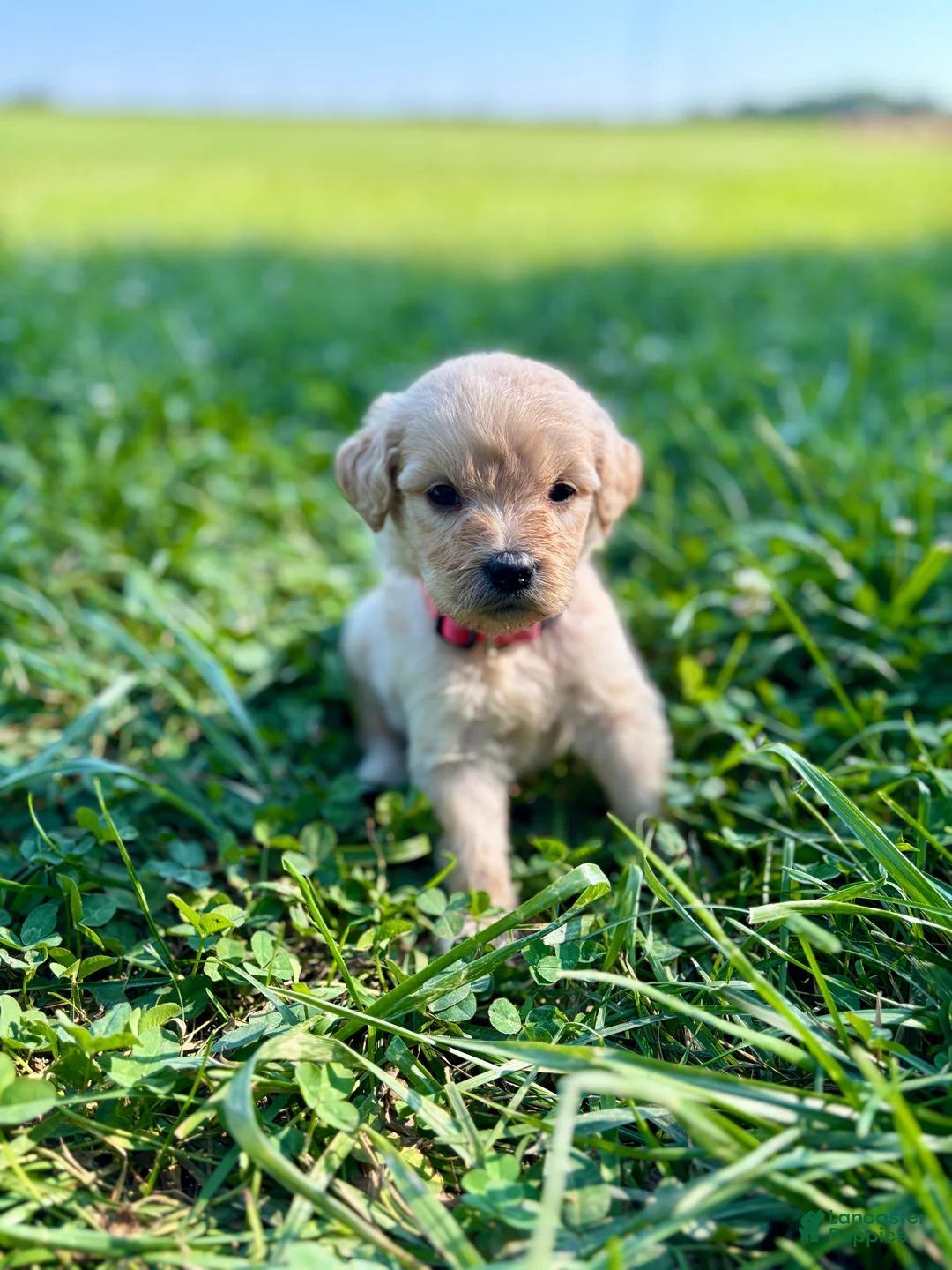 Goldendoodle dogs for sale: Goldendoodle 4 - Ad 1