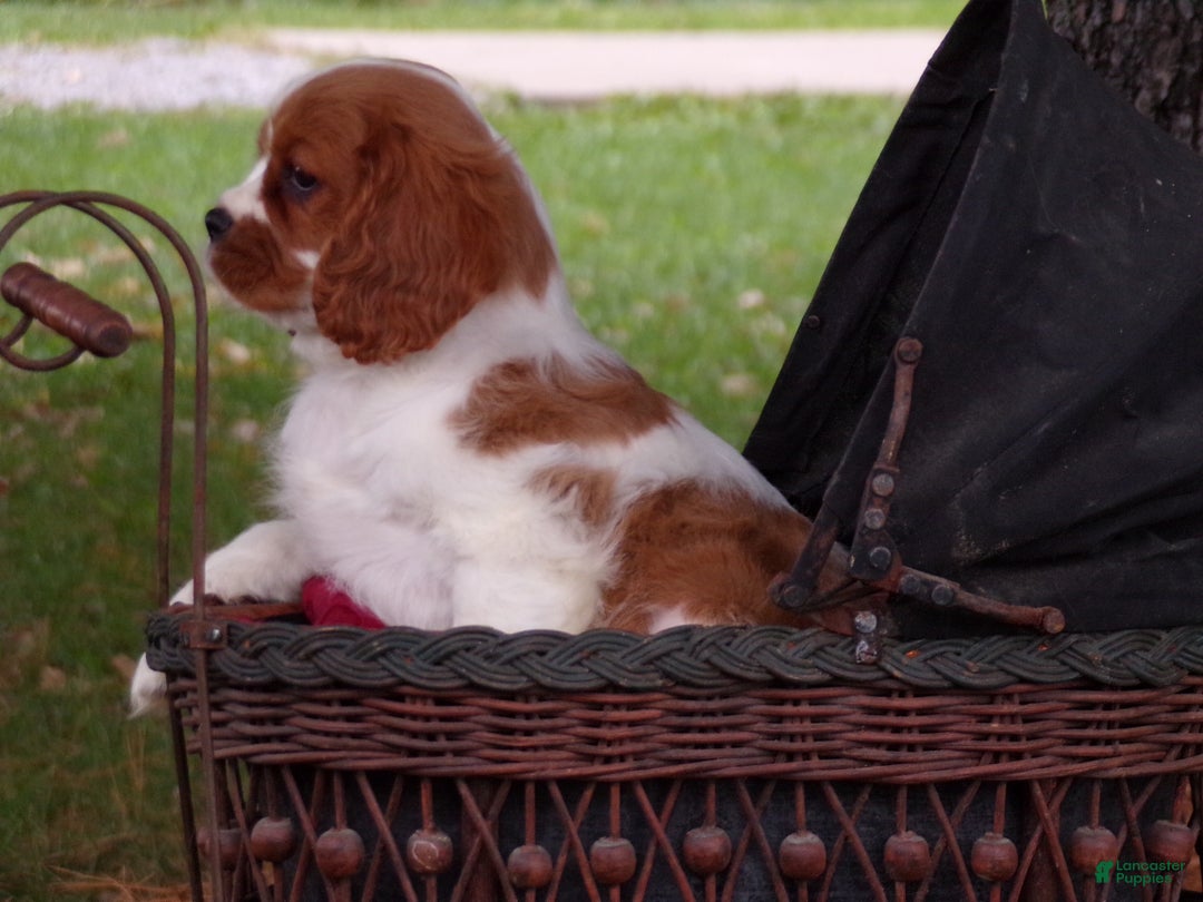 Cavalier King Charles Spaniel dogs for sale: Hudson - Ad 2