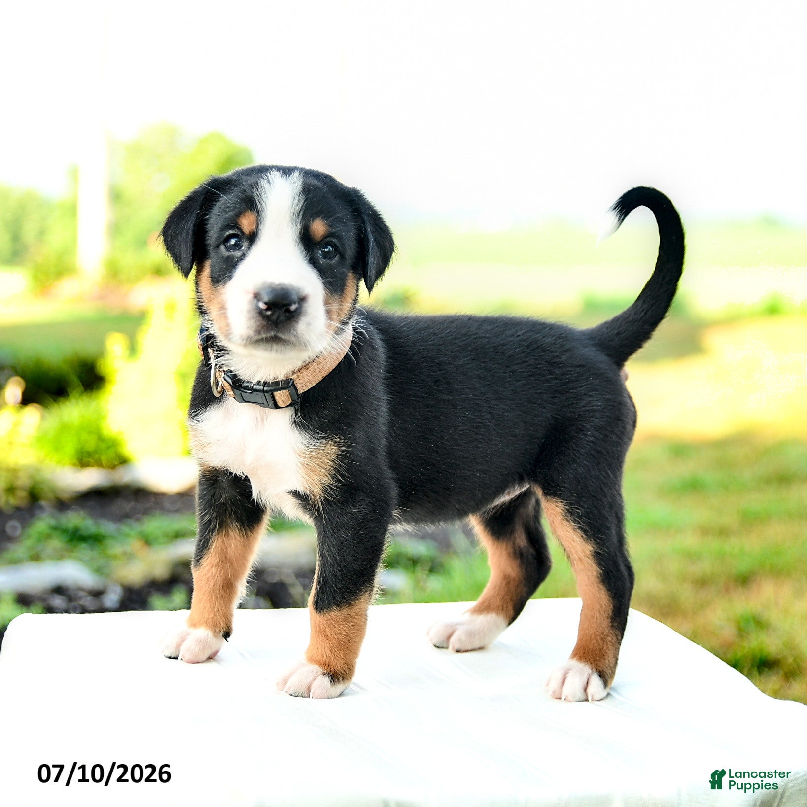 Greater Swiss Mountain Dog dogs Klara - Ad 2