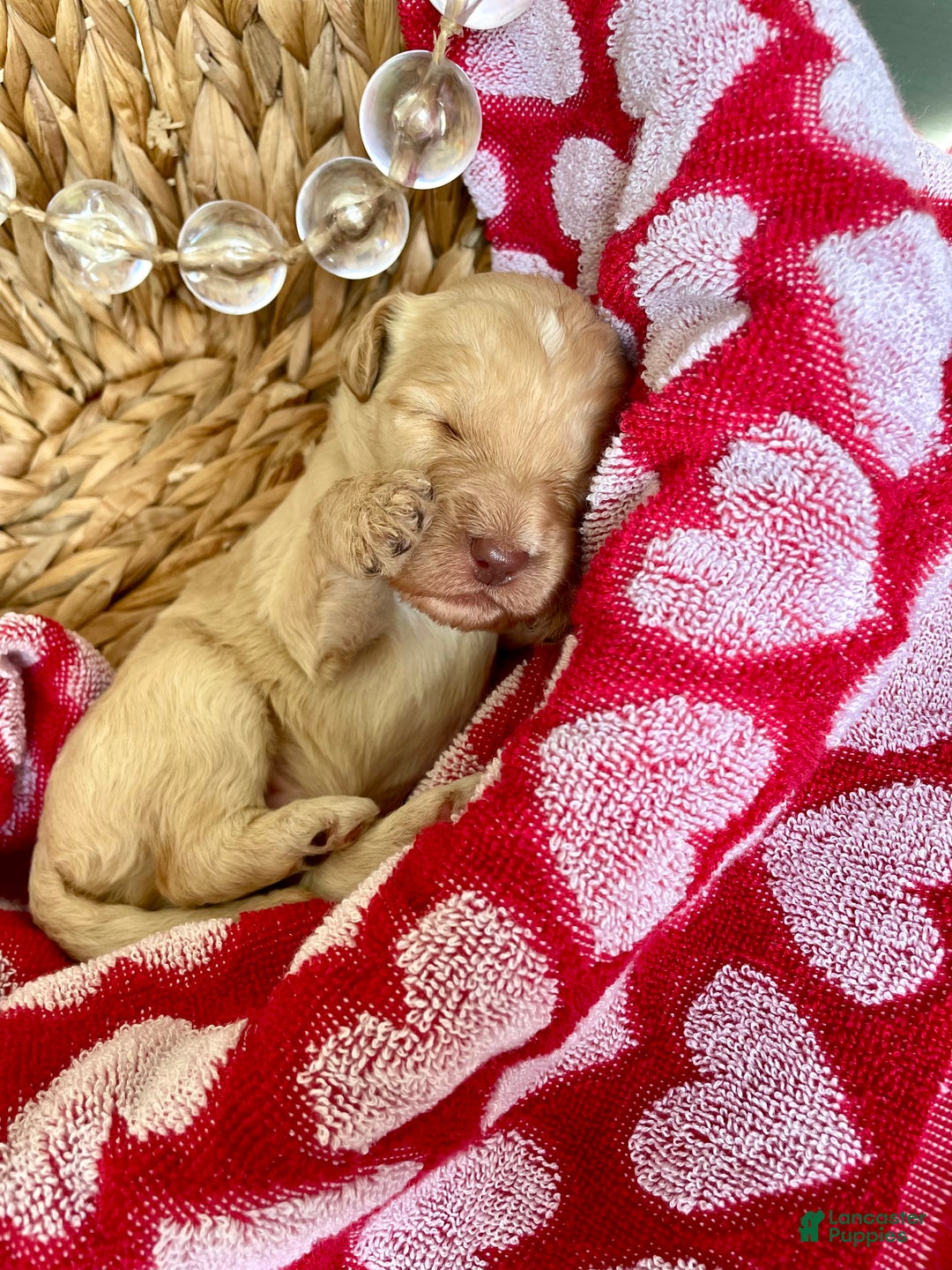 Goldendoodle dogs for sale: Mr green - Ad 3