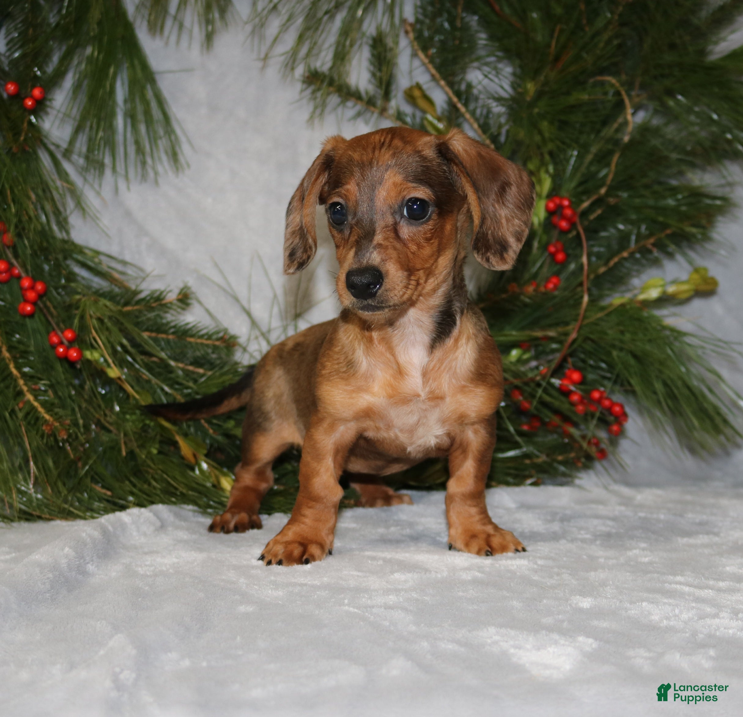 Miniature Dachshund dogs Coco - Ad 15