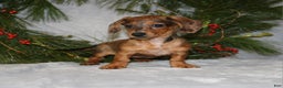 Miniature Dachshund dogs for sale: Coco - Ad 1