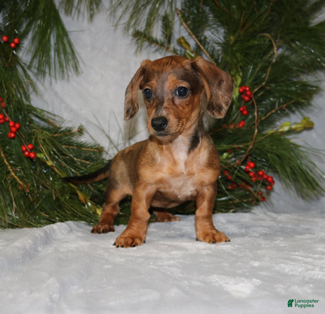 Miniature Dachshund dogs for sale: Coco - Ad 1