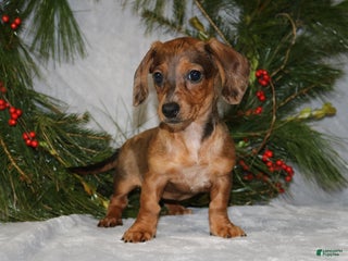 Miniature Dachshund dogs Coco - Ad 15