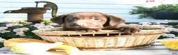 Labrador Retriever dogs for sale: Jett - Ad 1