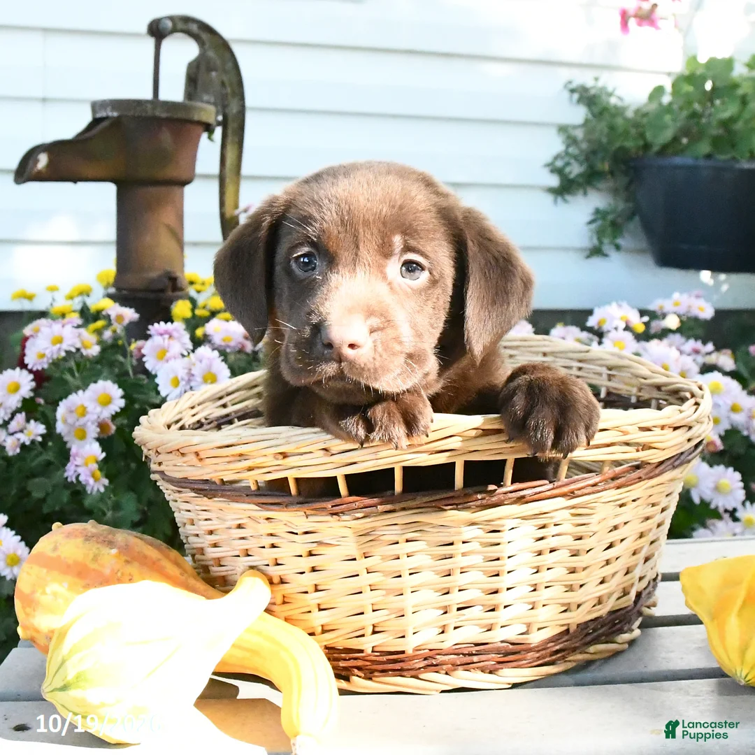 Labrador Retriever dogs for sale: Jett - Ad 1