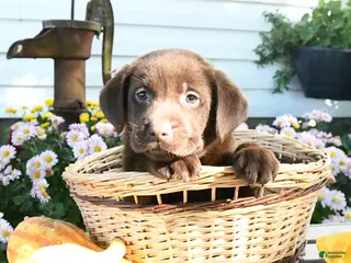 Labrador Retriever dogs Jett - Ad 1