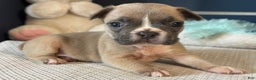 French Bulldog dogs for sale: Alex - Ad 8