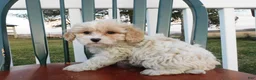 Cavachon dogs for sale: Tawny - Ad 3