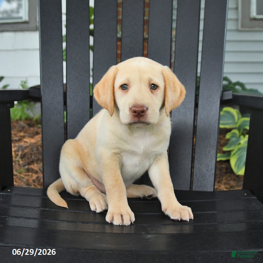 Labrador Retriever dogs Satin - Ad 1