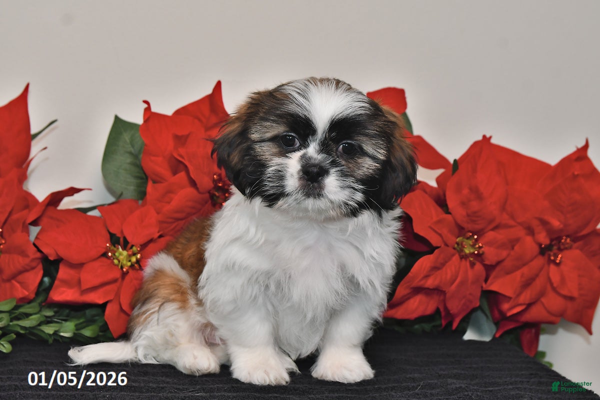 Shih Tzu dogs Cash - Ad 7