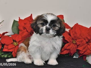 Shih Tzu dogs Cash - Ad 7