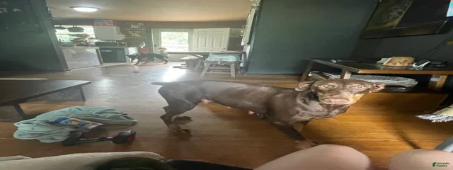 Kiya