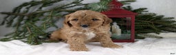 Cavapoo dogs for sale: Arthur  - Ad 2