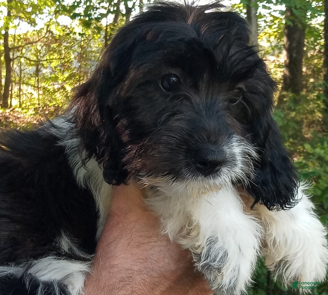 Cockapoo dogs for sale: Mae Belle - Ad 2