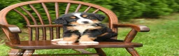 Bernese Mountain Dog dogs for sale: Luxe - Ad 5