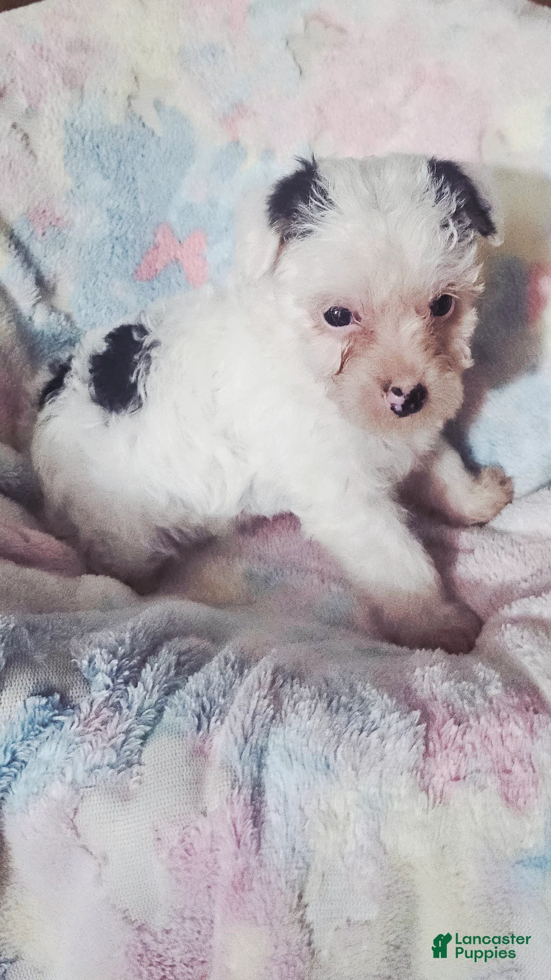 Yorkshire Terrier dogs for sale: Oreo - Ad 6