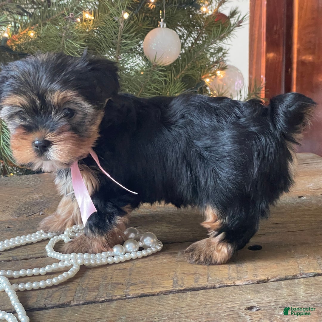 Mixed Breed dogs for sale: Lucy - Ad 11