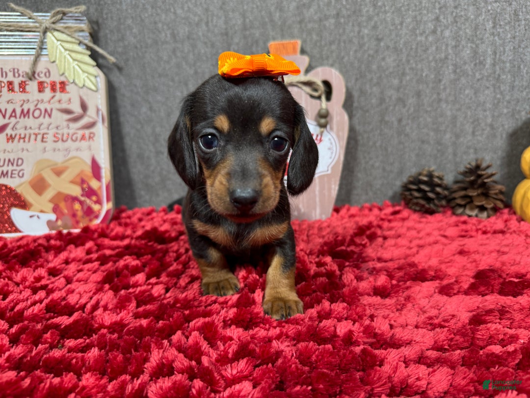 Miniature Dachshund dogs for sale: Miniature Dachshund Puppy 1 - Ad 5
