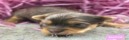 Yorkshire Terrier dogs for sale: Juno - Ad 3