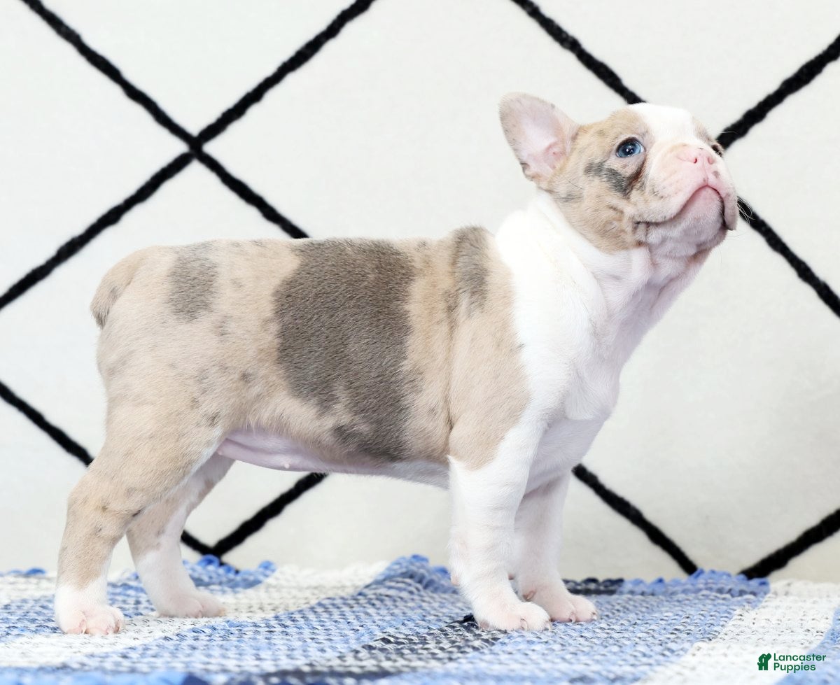 Frenchton dogs Megan - Ad 2