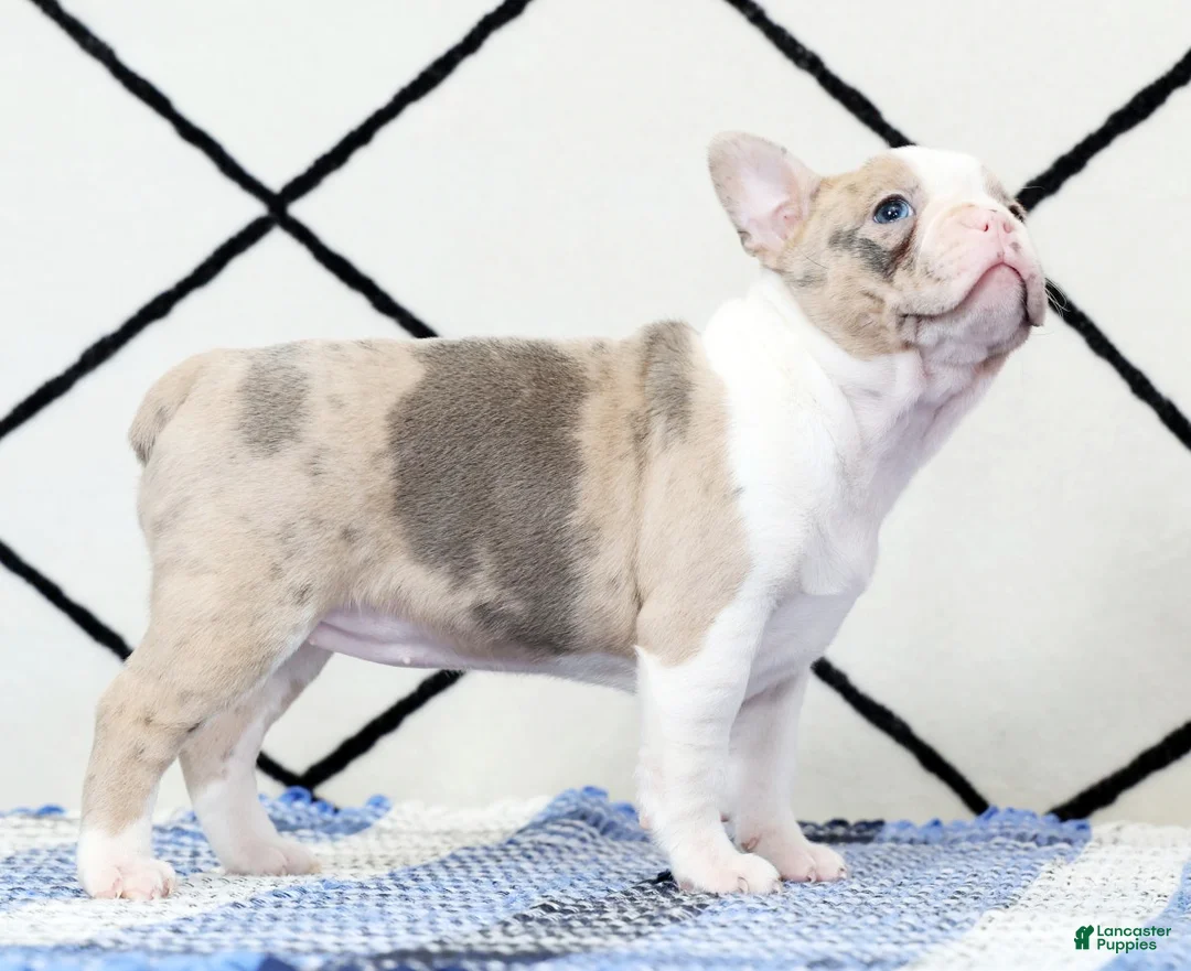 Frenchton dogs for sale: Megan - Ad 2