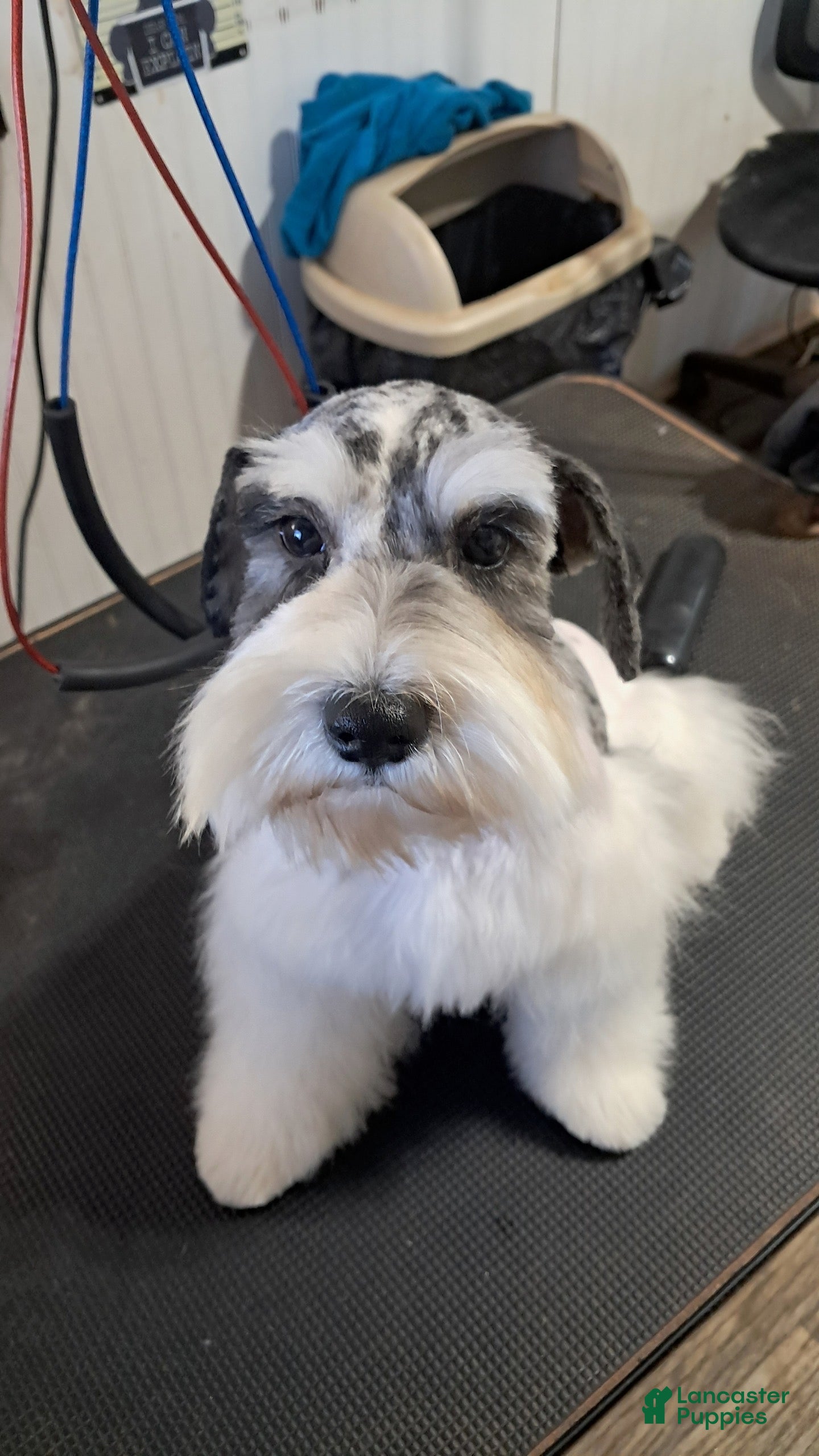 Lulu