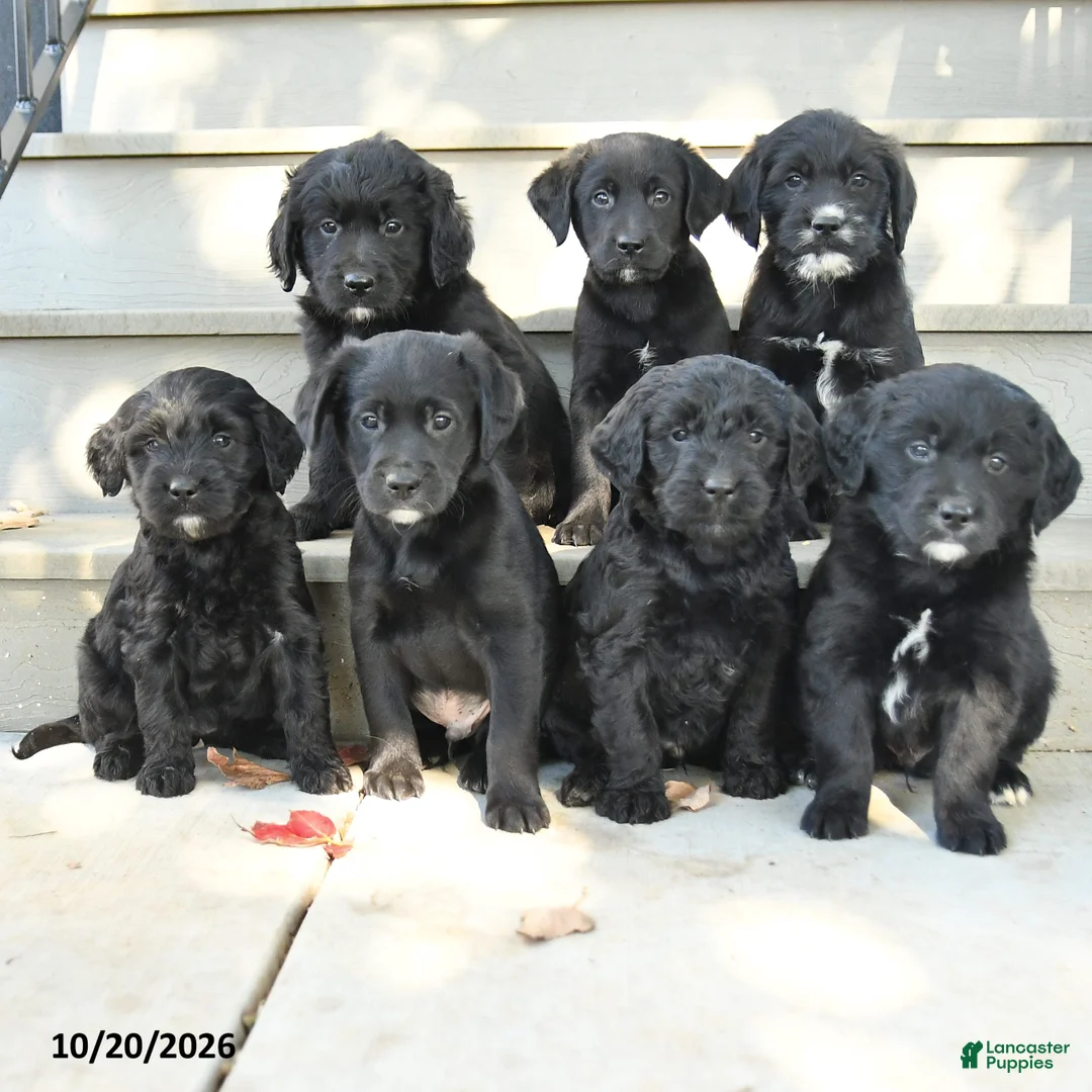 Mixed Breed dogs for sale: Chance - Ad 5