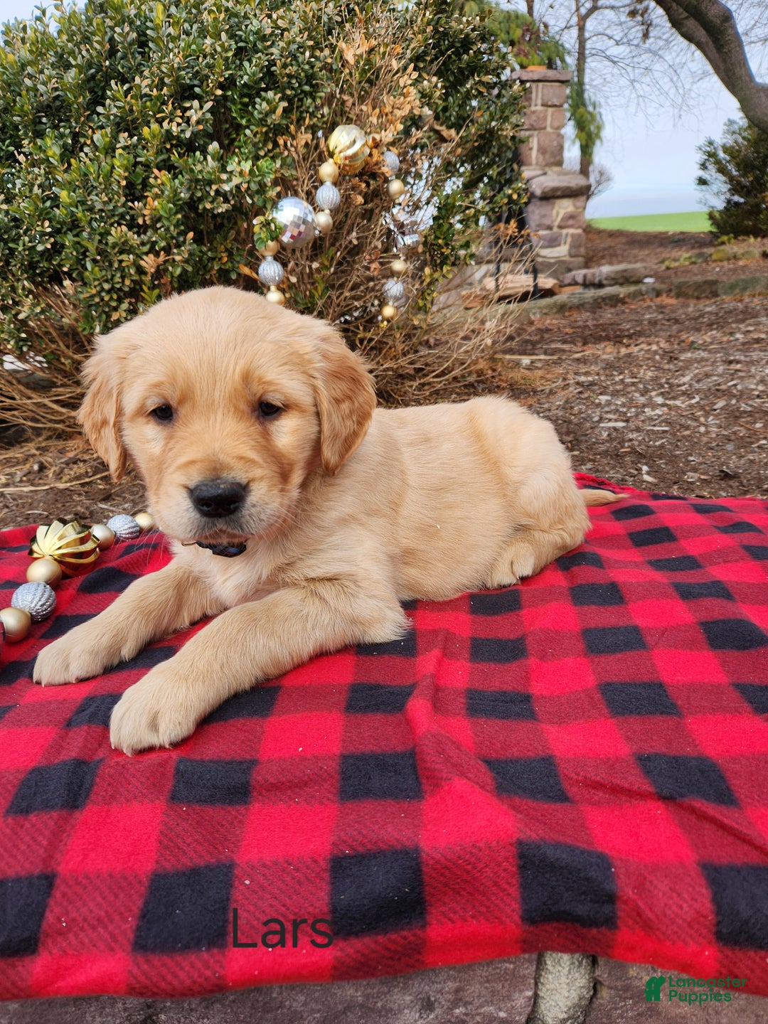 Golden Retriever dogs for sale: Lars - Ad 1