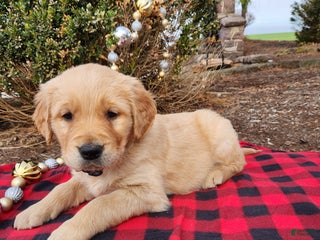 Golden Retriever dogs for sale: Lars - Ad 4