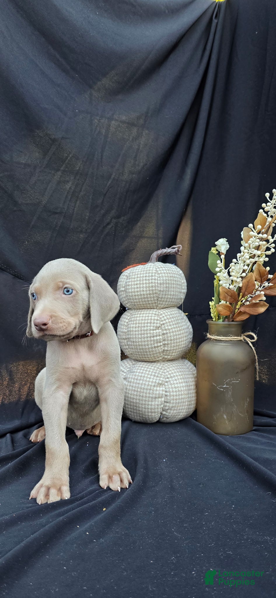 Weimaraner dogs Cash - Ad 2