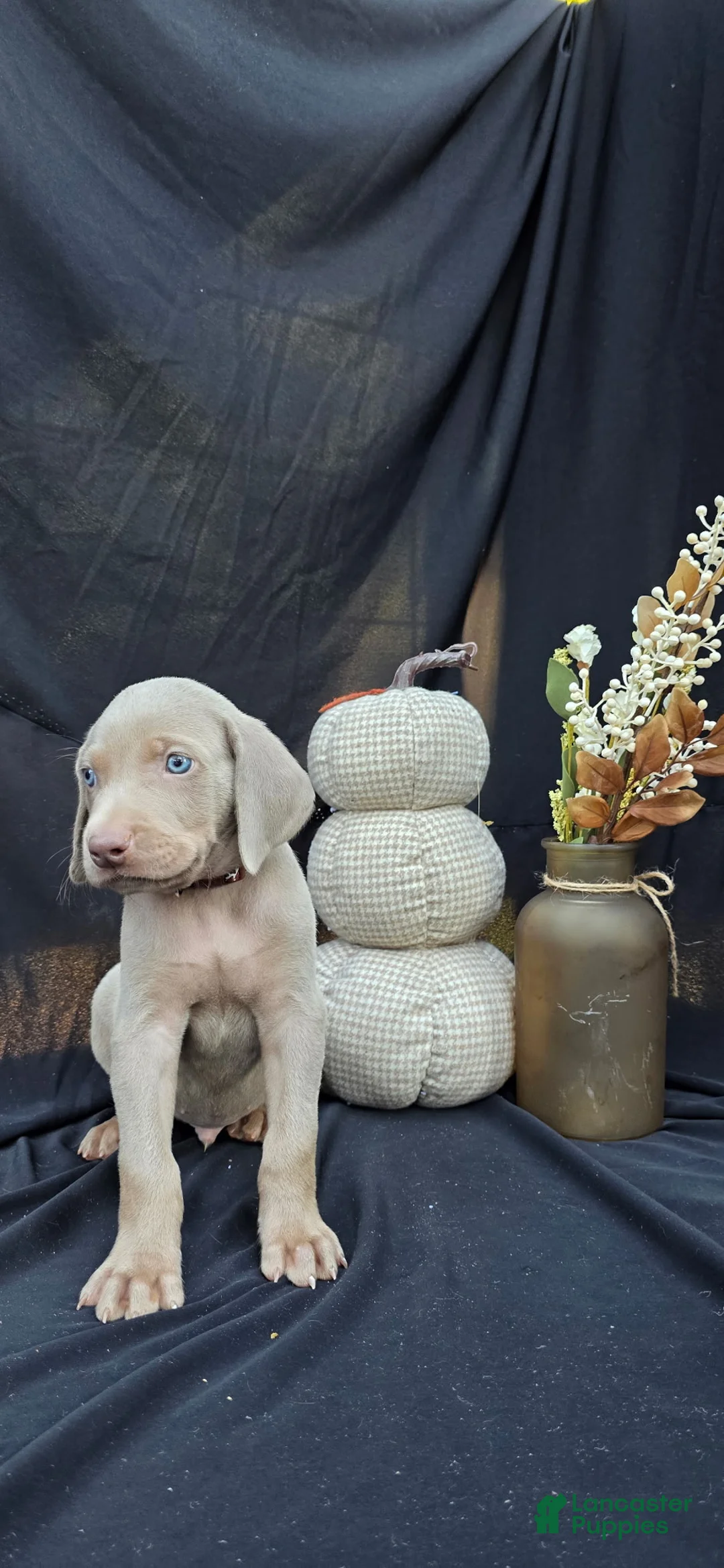 Weimaraner dogs for sale: Cash - Ad 2