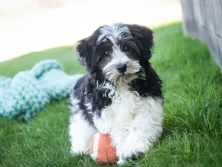 Havanese dogs for sale: Levi - Ad 2