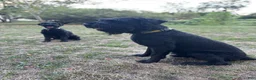 Giant Schnauzer dogs for sale: Mouse - Ad 10