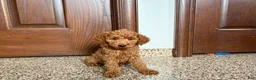Cockapoo dogs for sale: Cockapoo female 2 - Ad 6