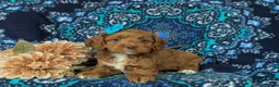 Cockapoo dogs for sale: Hailie - Ad 6