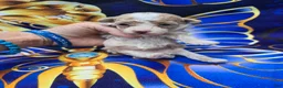 Maltipoo dogs for sale: Phoenix  - Ad 3