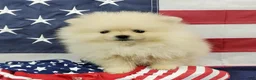 Pomeranian dogs for sale: Wynette - Ad 8