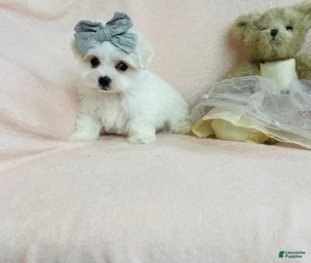 Maltese dogs Maltese 1 - Ad 2
