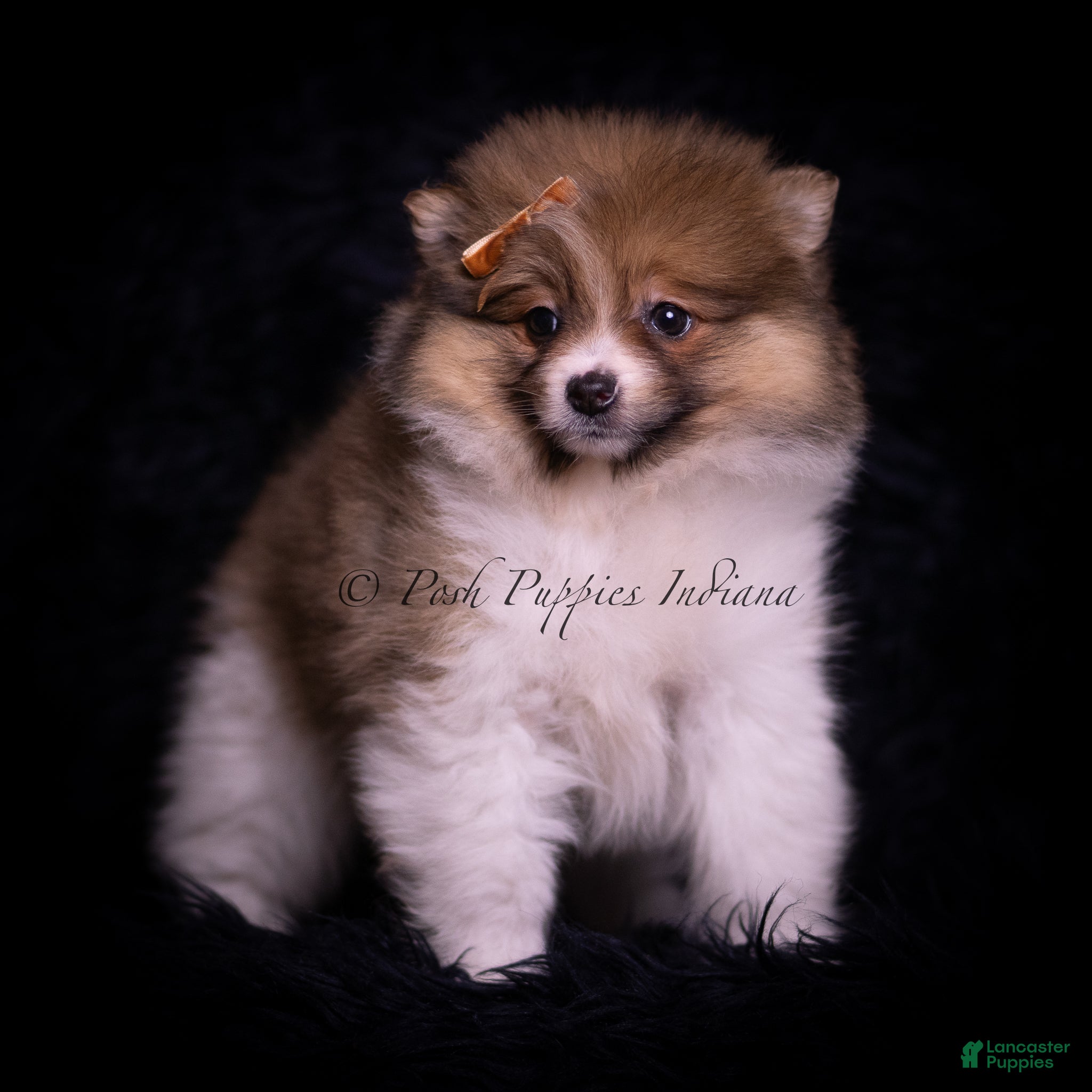 Pomeranian dogs Monaco - Ad 1
