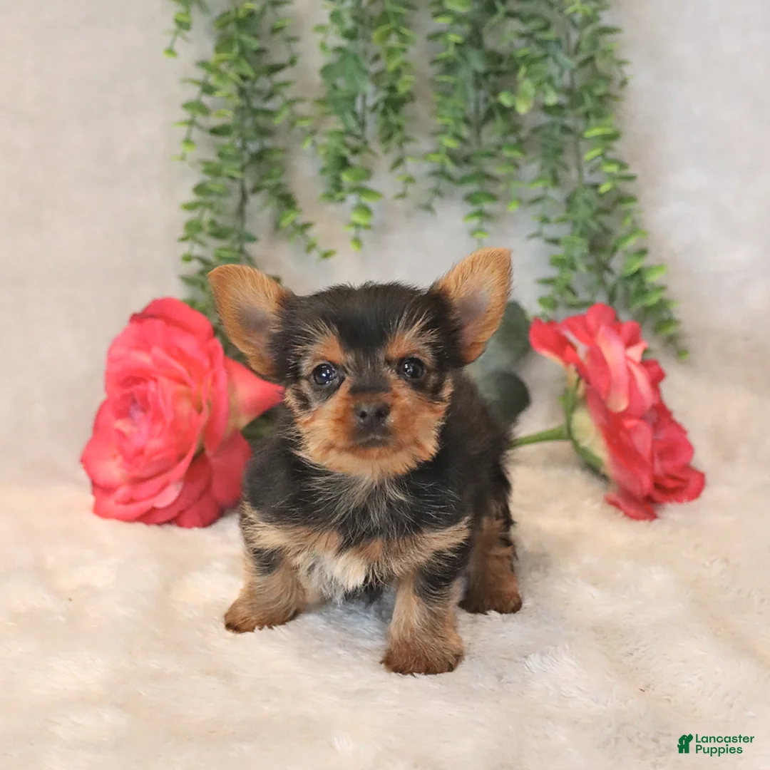 Yorkshire Terrier dogs for sale: Max - Ad 1
