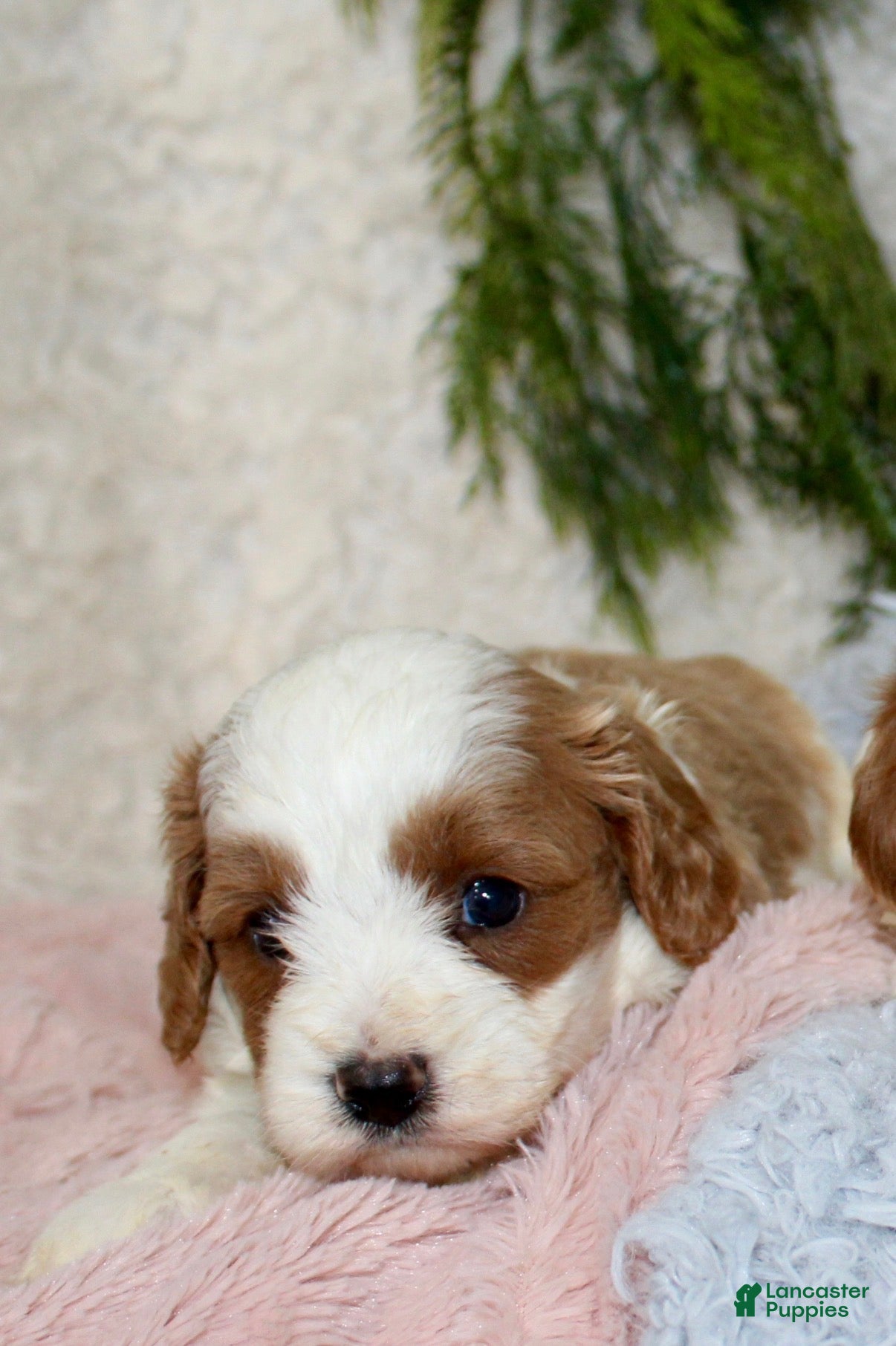 Cavapoo dogs Cavapoo 3 - Ad 14