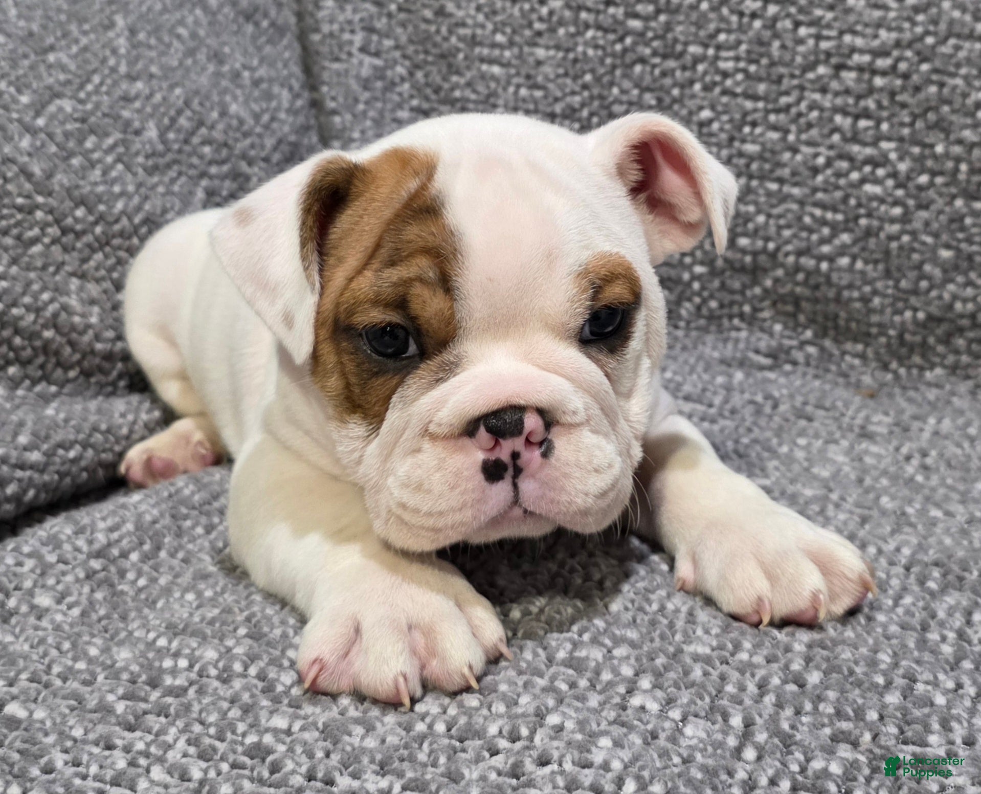 English Bulldog dogs Allen - Ad 2